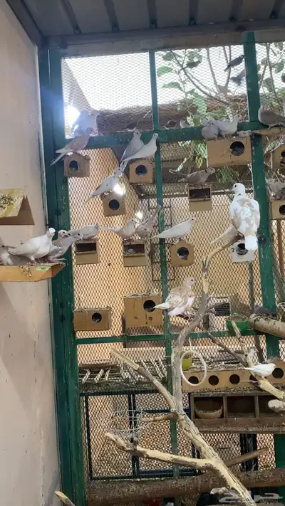 قماري يمام ياكريم index