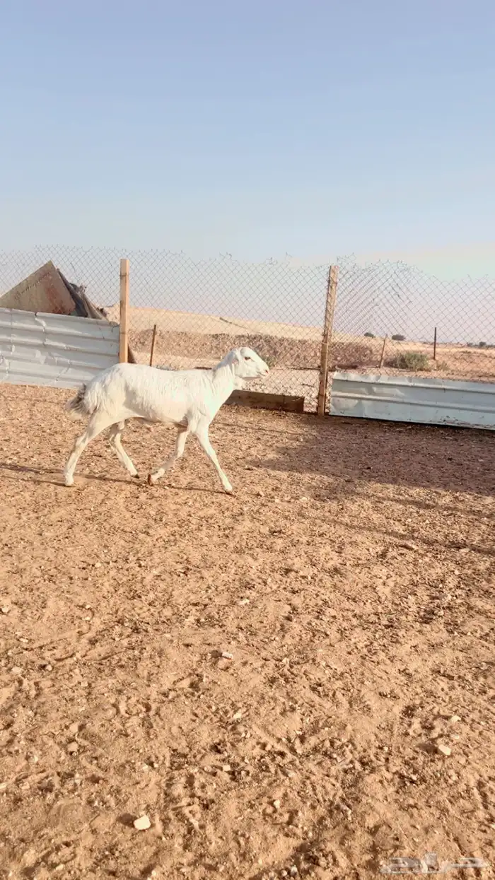 برابر مرابي 5 شهور سواكن ونعيم كفو 7