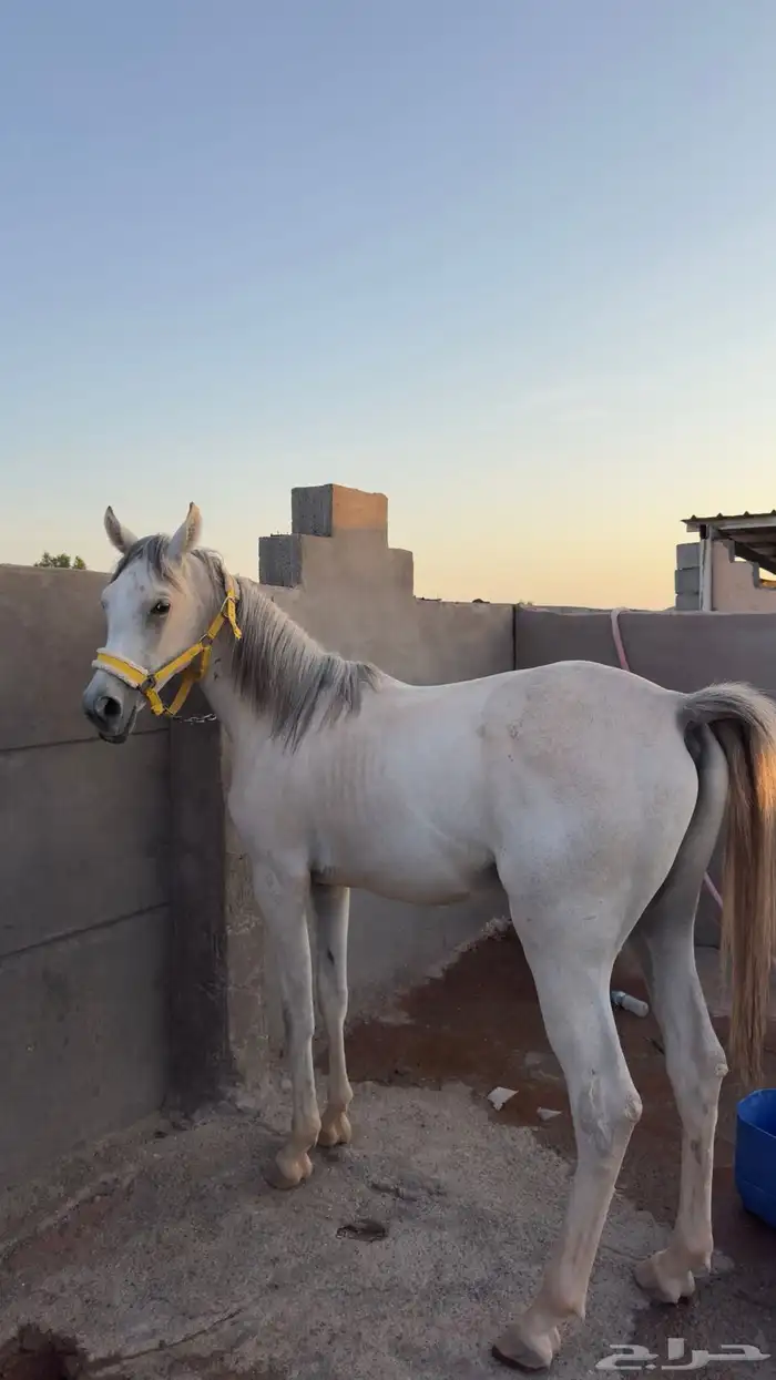 مهر للبيع العمر سنه 3 شهور 0