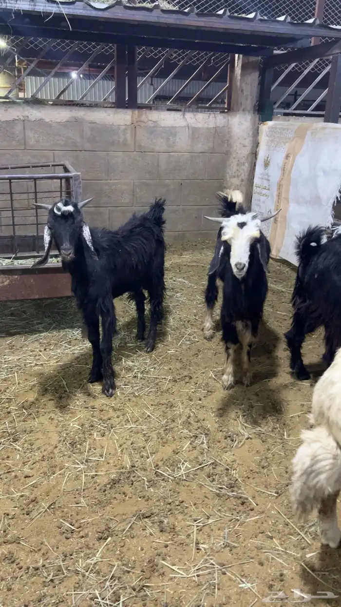 تيوس مندي مرابي 4