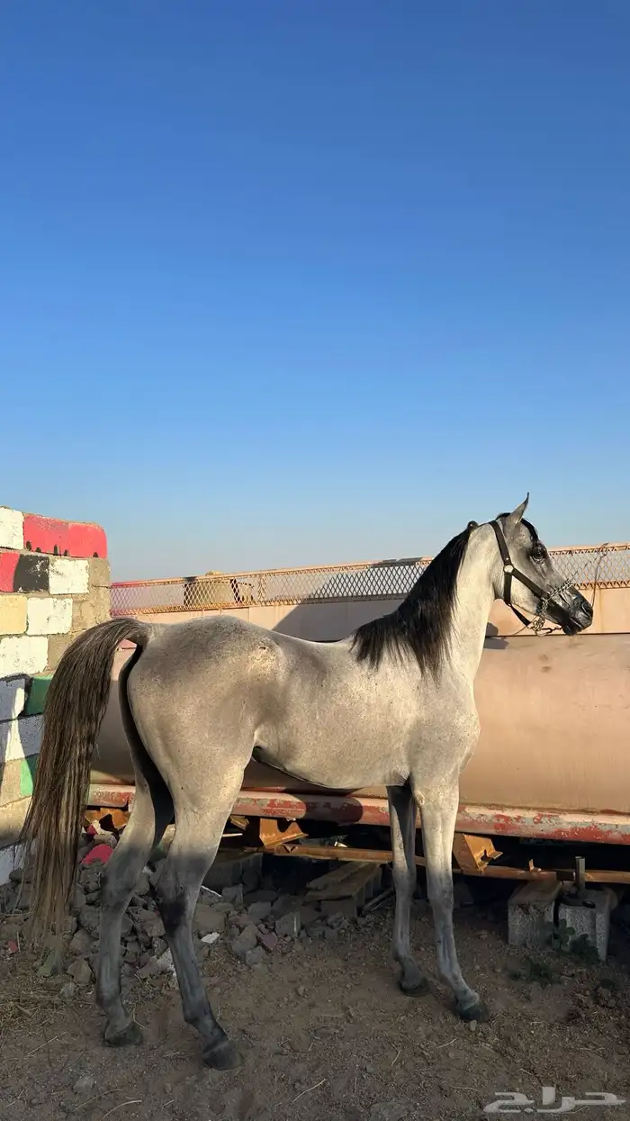 حصان عربي للبيع 0