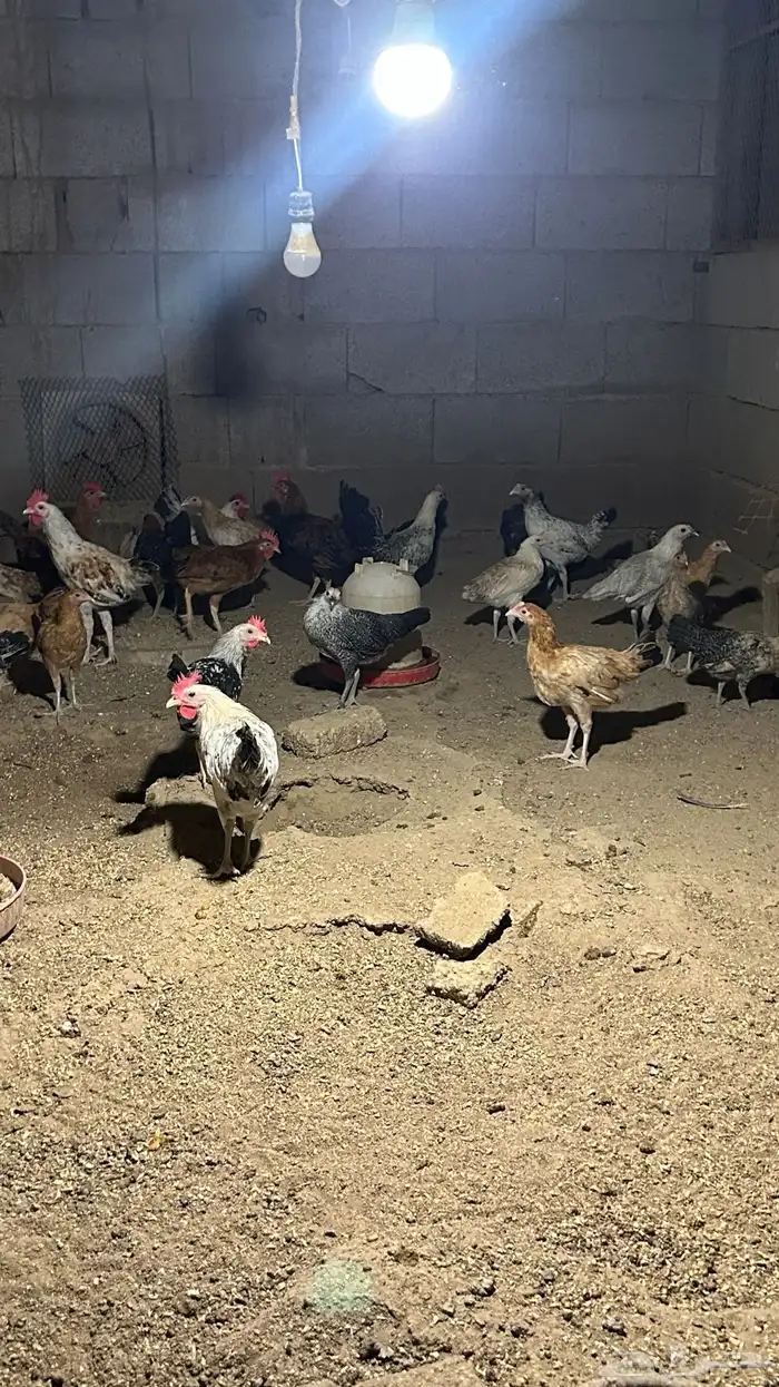 دجاج بلدي فاخر الاخر 1