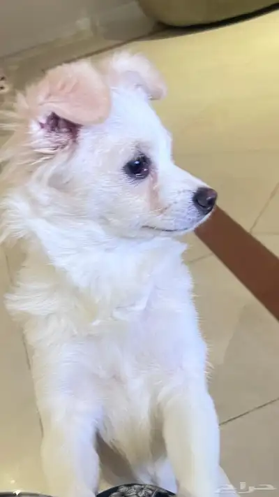 للتبنى كلبة جربفون فرنساوى index