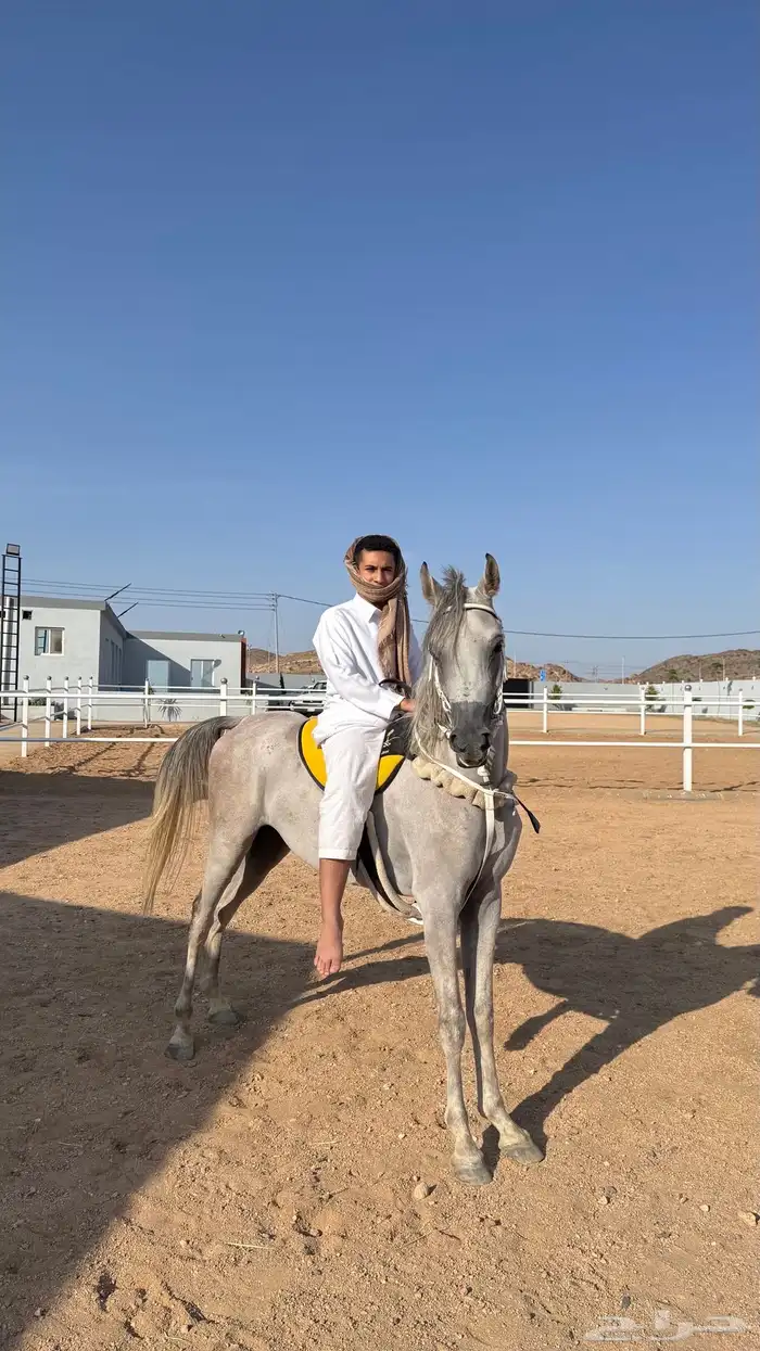 خيل عربي اصيل بدايت عسف خيل شيخ العمر 3 سنين 4