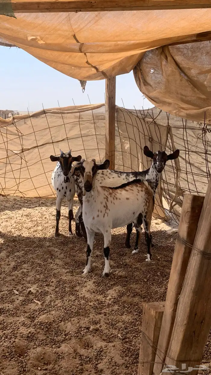 معزا دفيع على سونار 3