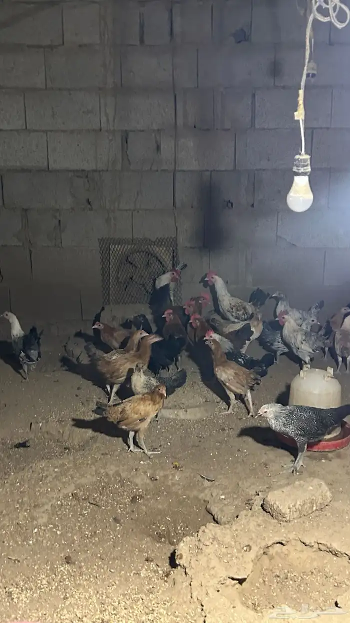 دجاج بلدي فاخر الاخر 3