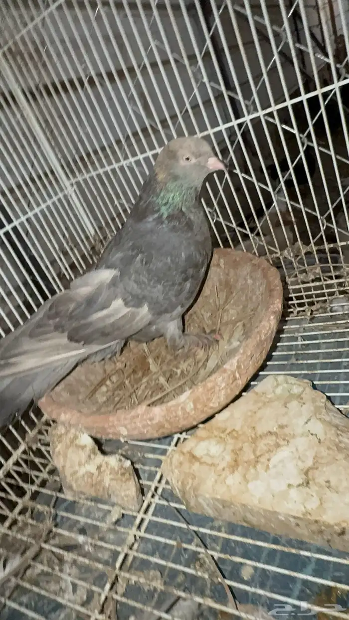 جوز تركي معقد 1