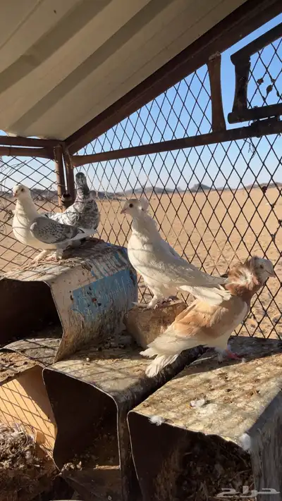 حمام للبيع index