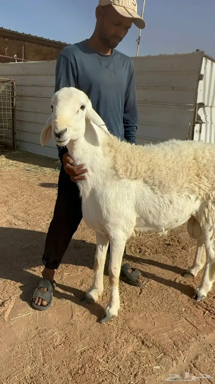 فحل حري مشروط 2