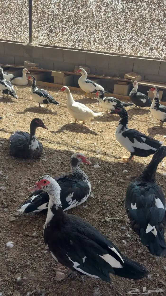 بط مسكوفي للبيع 0