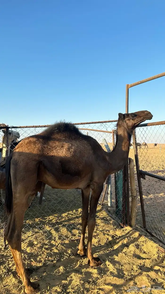 قعدان للبيع 0