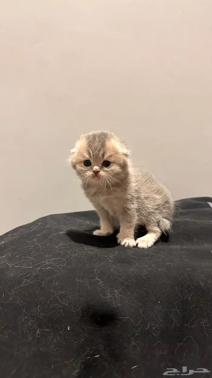 انتاج سكوتش مستوى عالي بسعر مميز 0