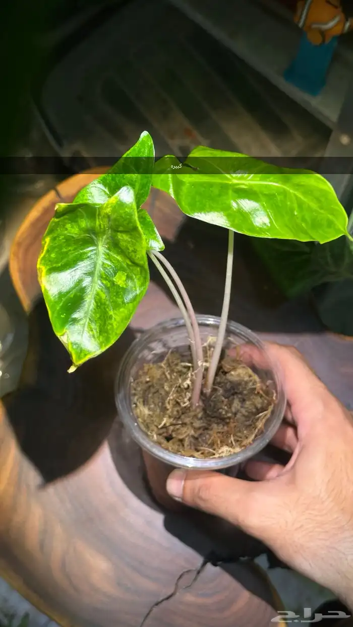 الوكاسيا بنك دراقون اوريا فرقيتد نباتات داخلي 1