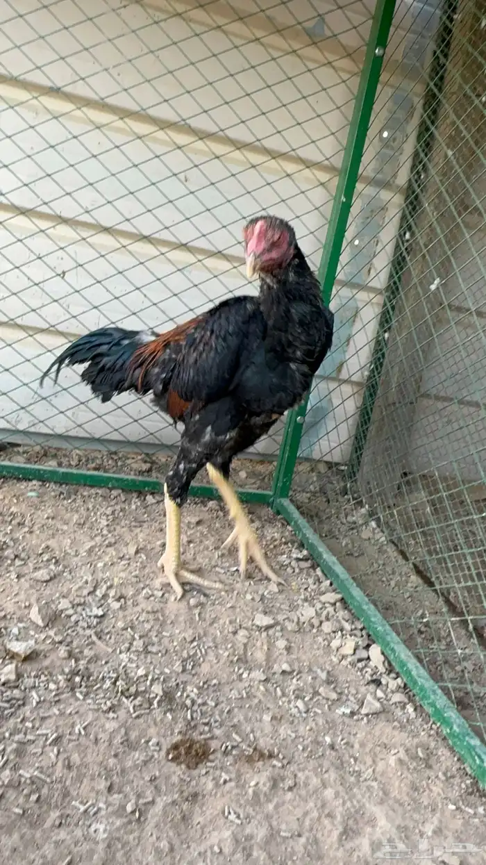 ديك شامو 0