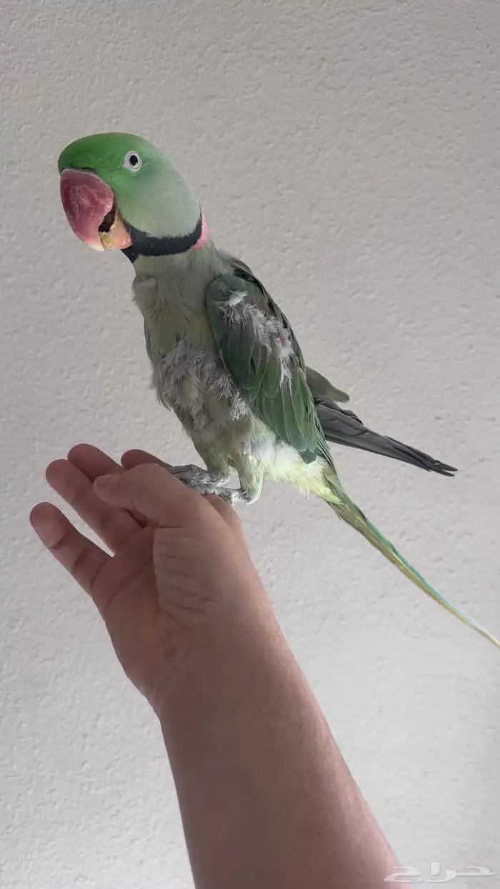 دره نيبالي ذكر اليف و متلكم 0