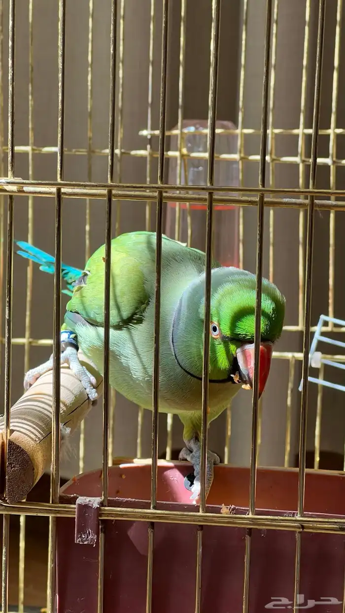 ببغاء ( اليف) ومتكلم ذكر 2