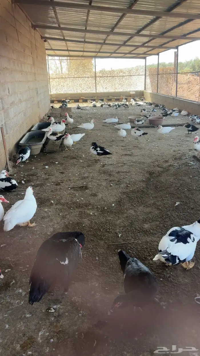 بط مسكوفي للبيع 6