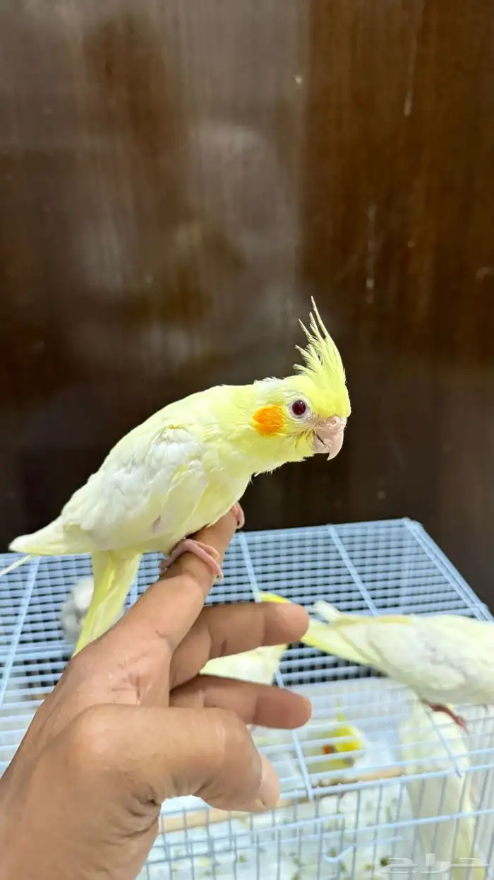 فروخ كروان لاتينو 0