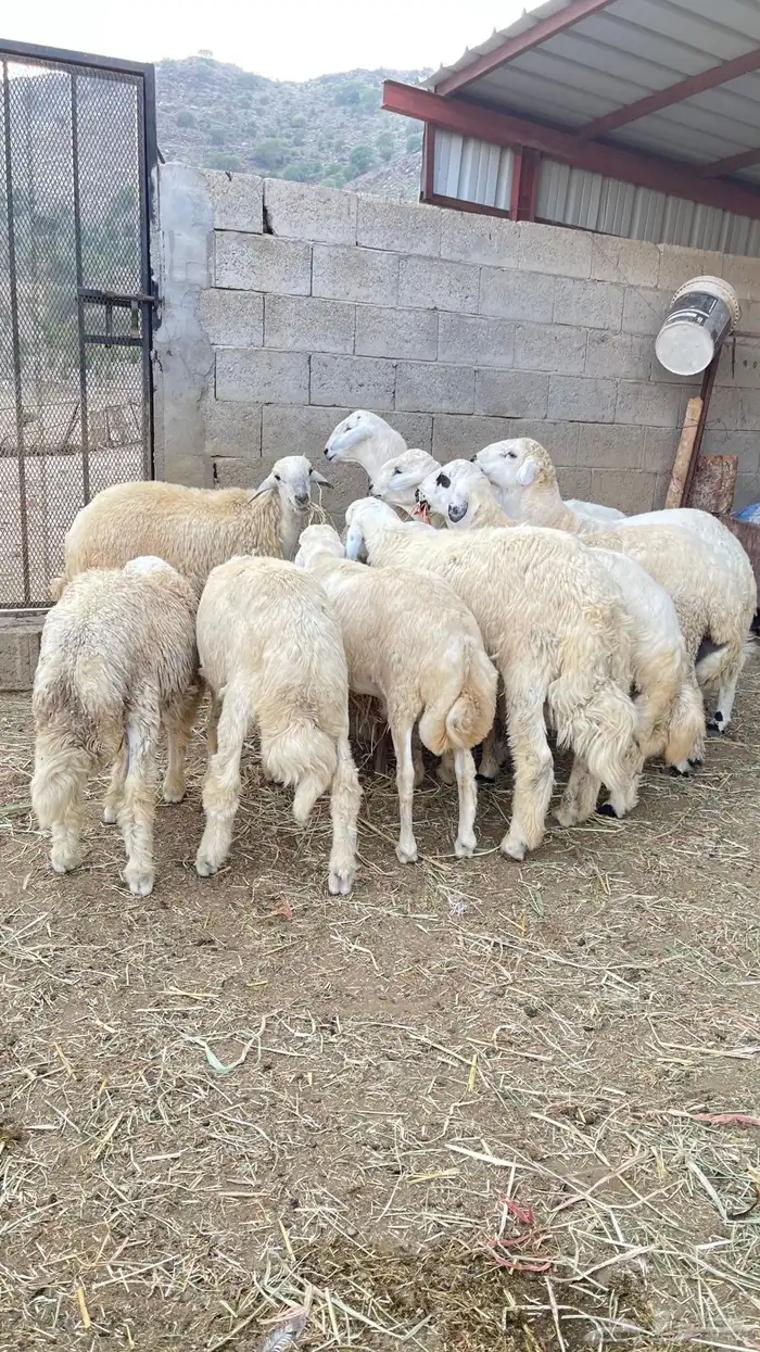 خرفان حريات للبيع 0