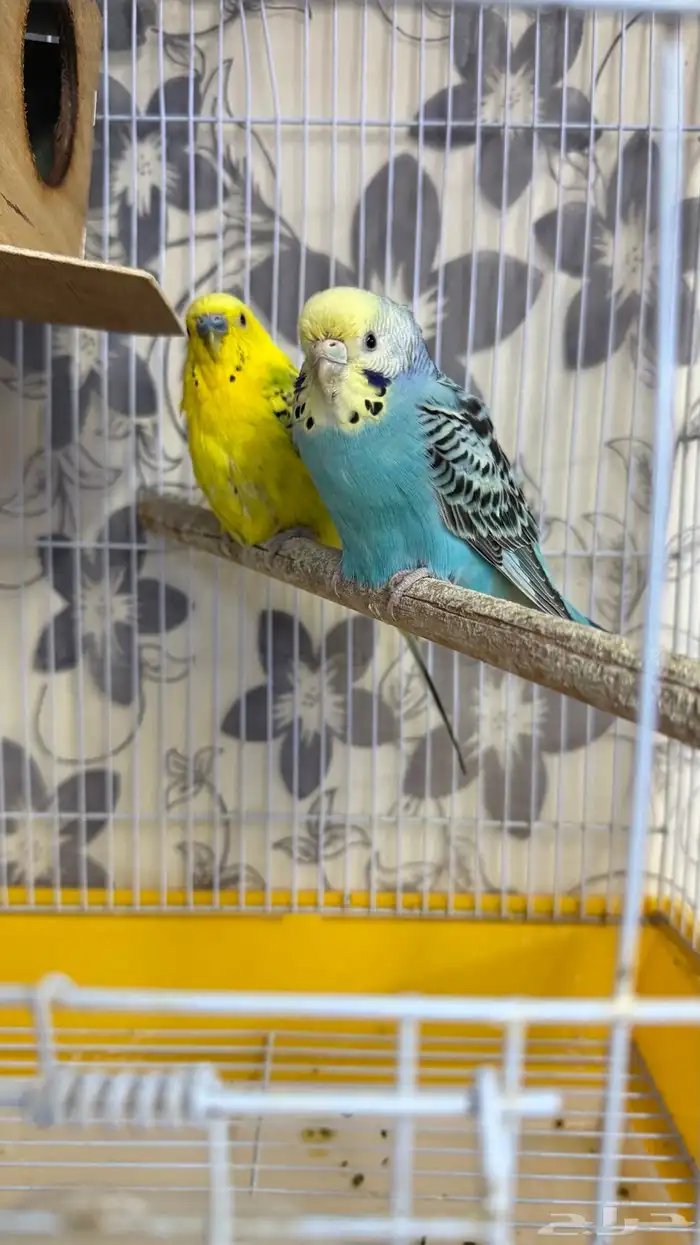 طيور الحب باددجي زوج مع كل ملحقاته 1