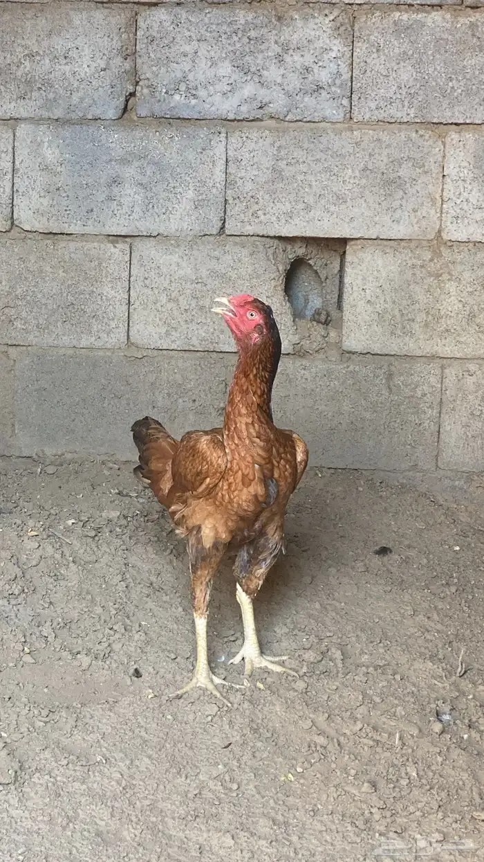 دجاجة باكستاني 0