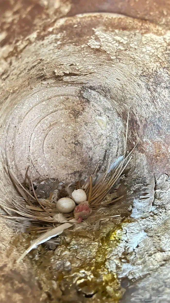 فرنسي أبيض للبيع 6