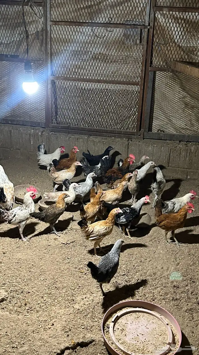 دجاج بلدي فاخر الاخر 9