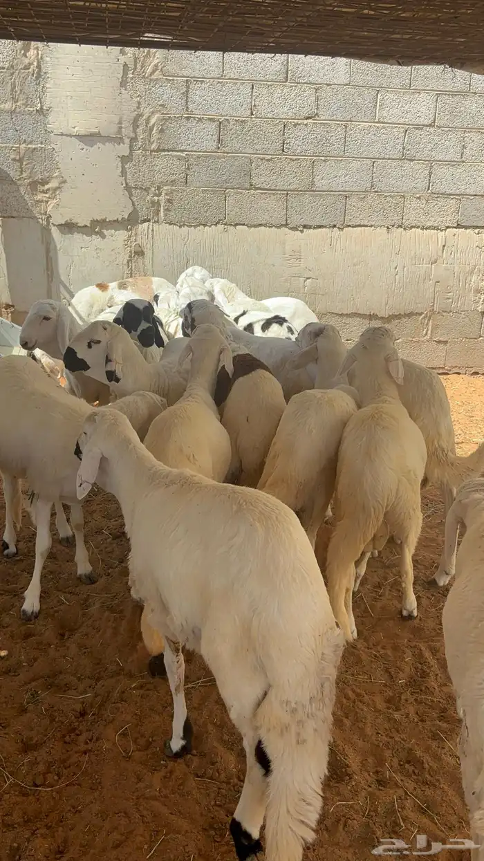 سواكن مرابي ب 1000 2