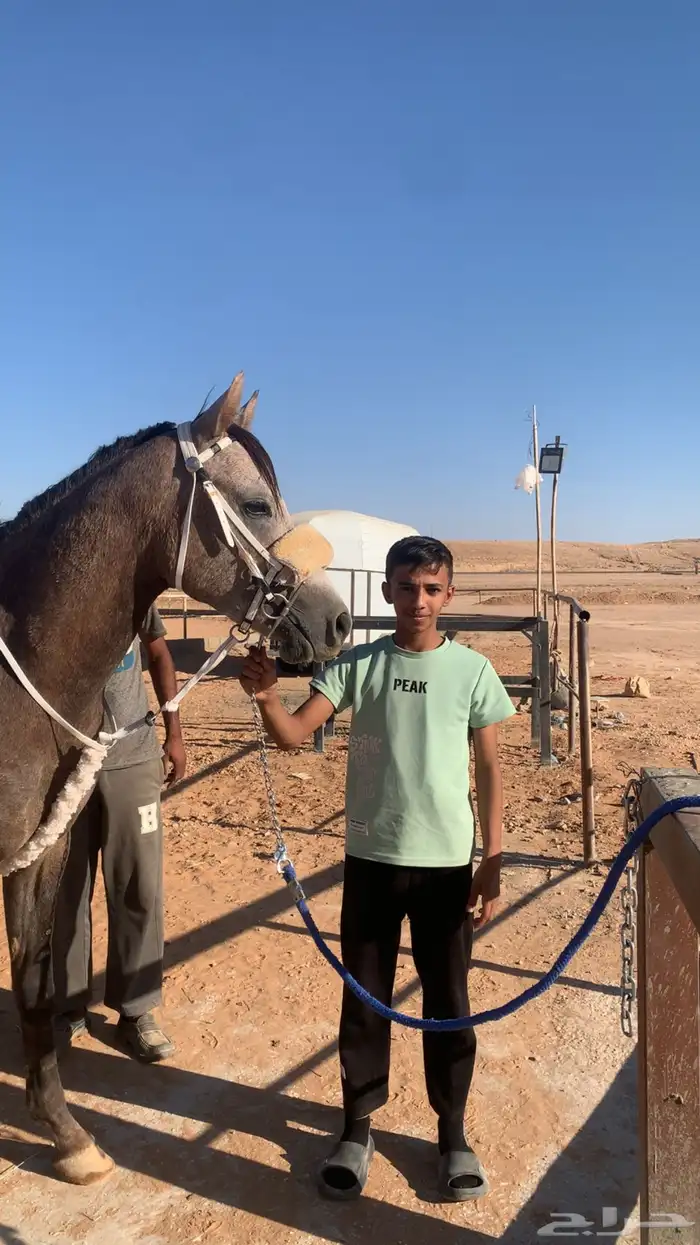حصان شعبي للبيع 3
