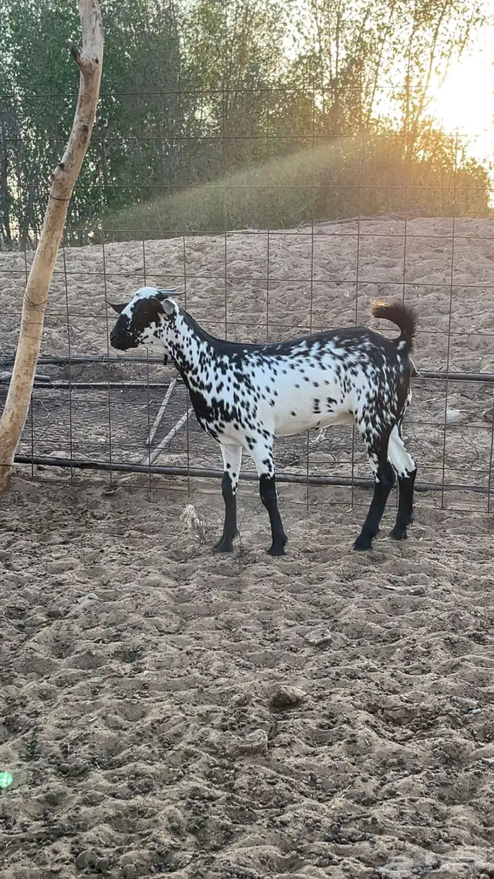 جفرة بيشيه صنف 0