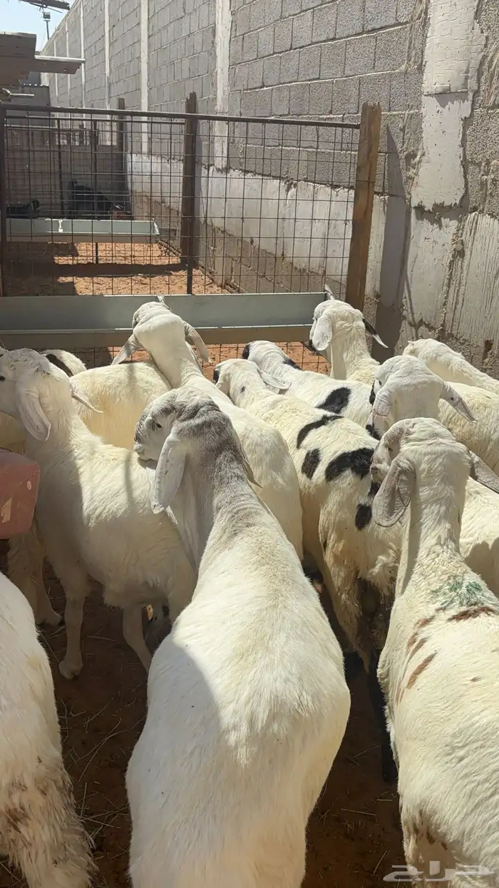 سواكن مرابي ب 1000 6