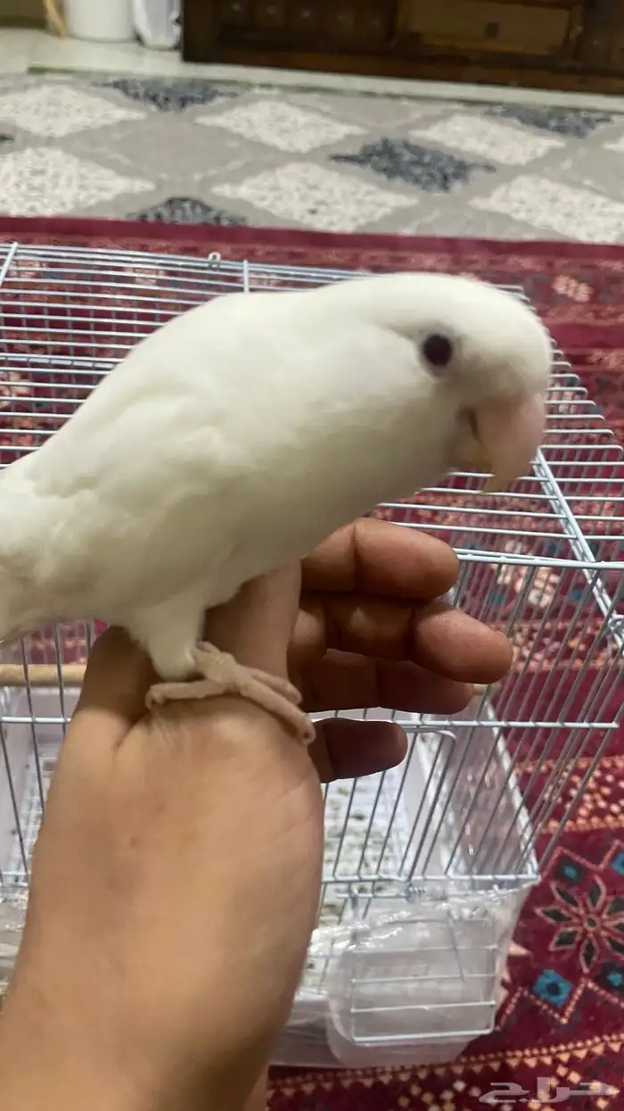 للبيع روز البينو 0