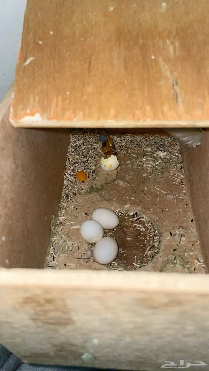 طير روز انثى انتاج 3