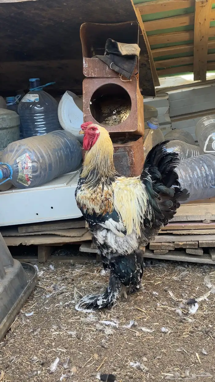 دجاج براهما مستوى تب 0