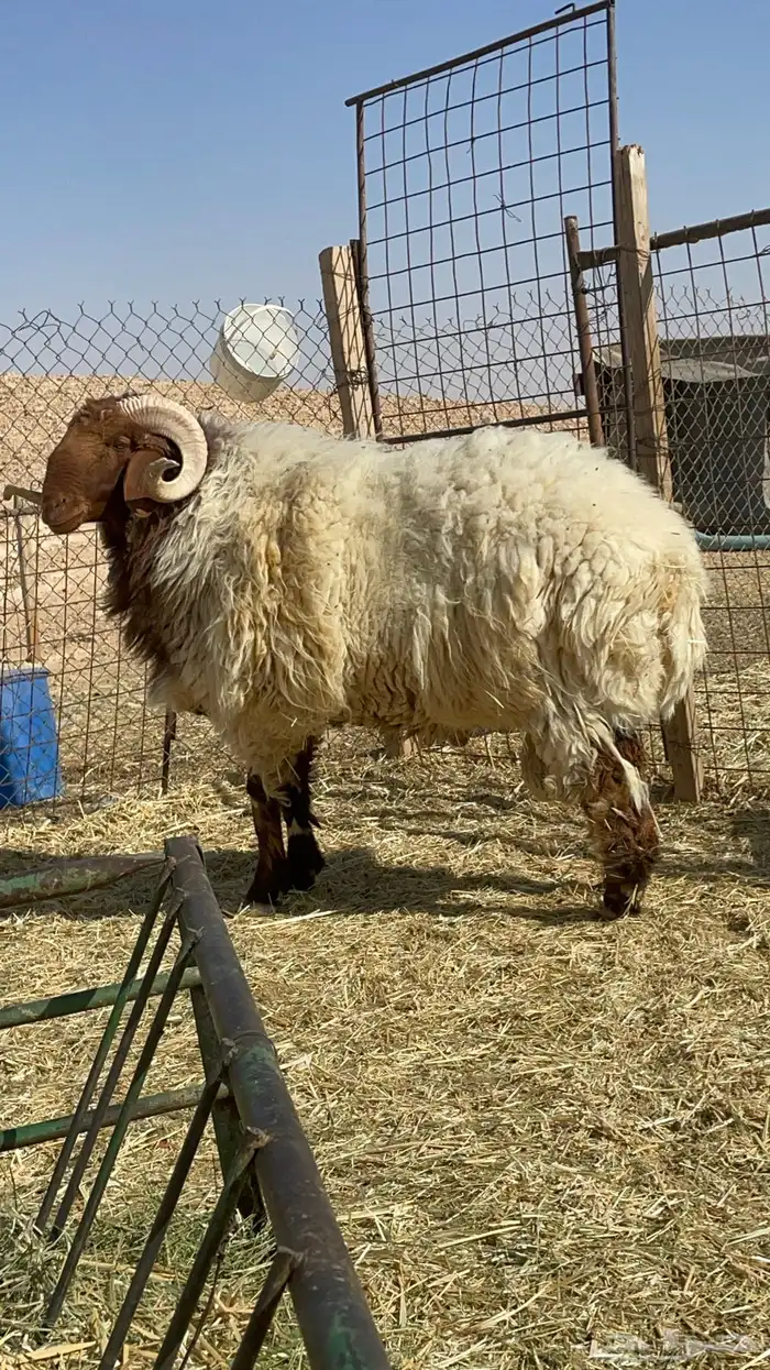 فحل نعيم للبيع 5