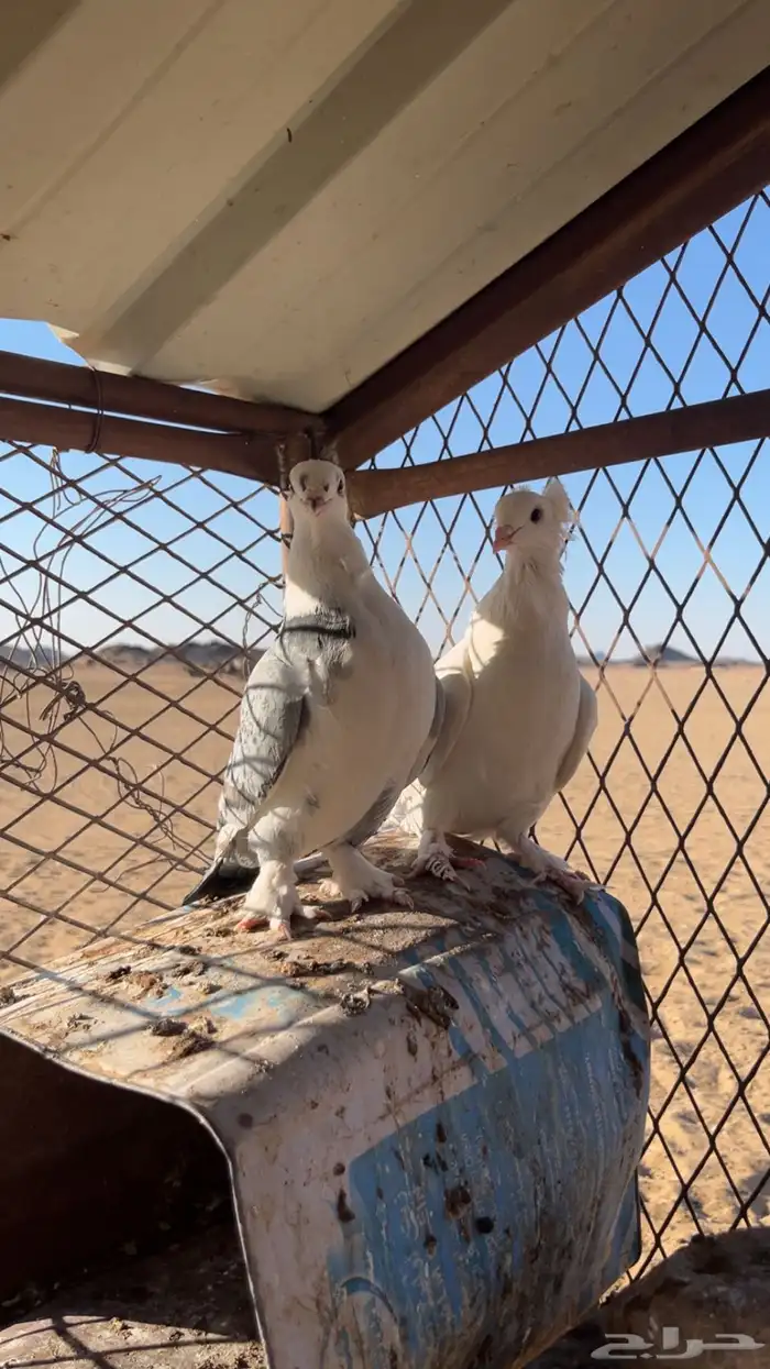 حمام للبيع 1