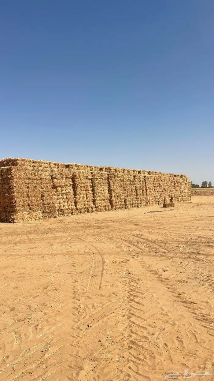 ذوره جيزانيه للبيع 0