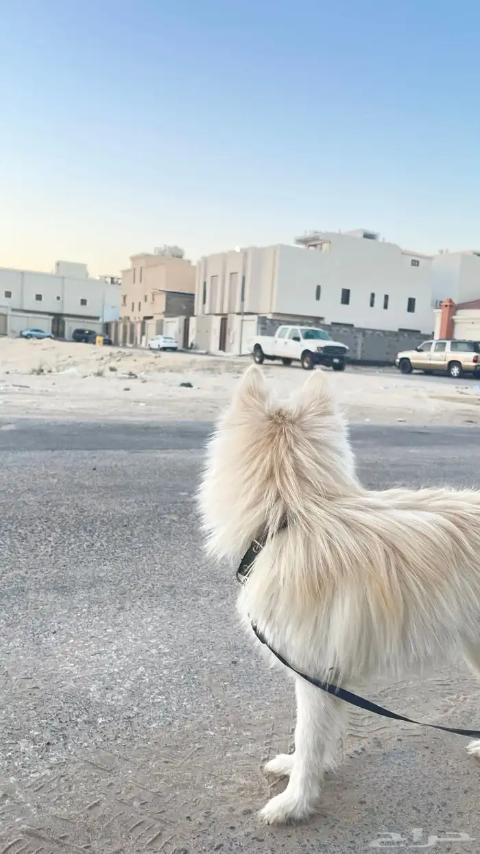 للبيع كلب مالتيز 3