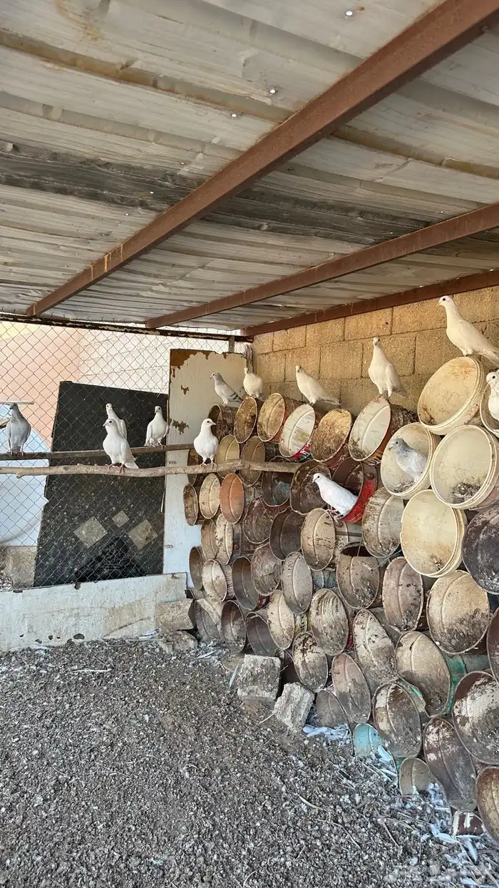 فرنسي أبيض للبيع 5