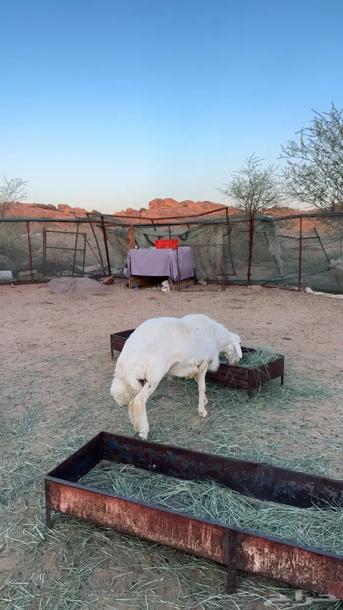 خروف فحل للبيع 2