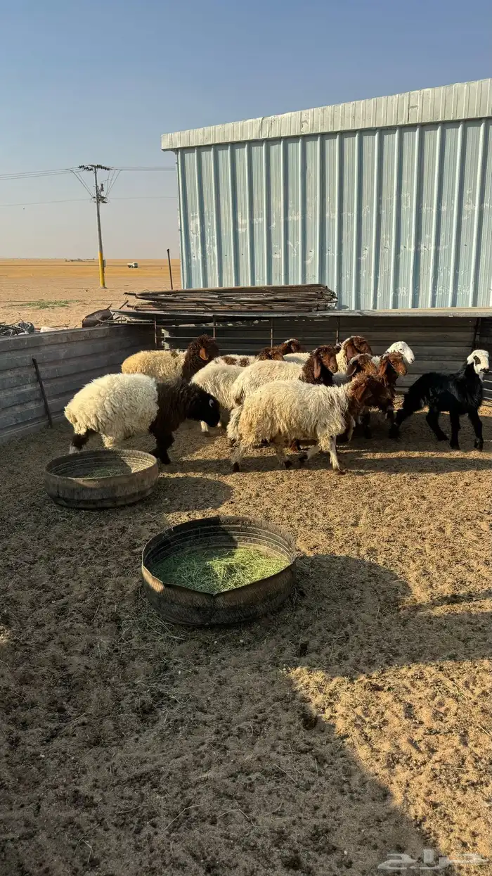 بهم هرفي ربط 2