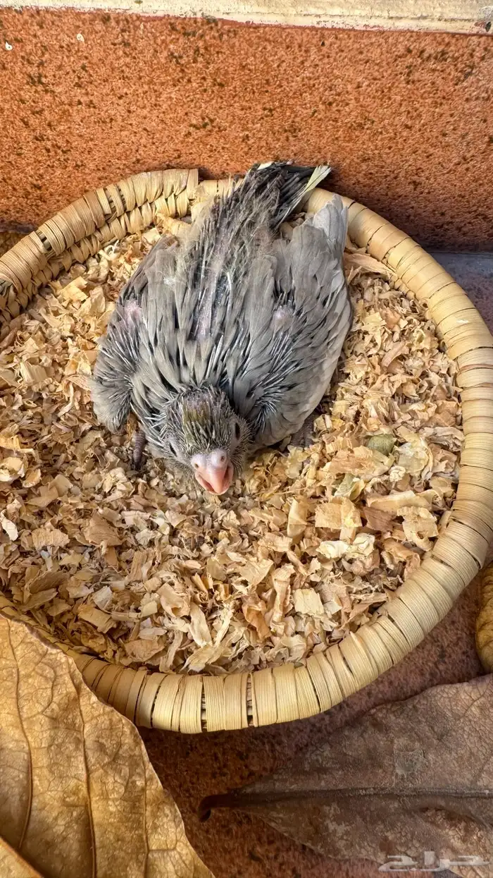 كروان ايميرالد شي فاخر من الاخر عشاق النوادر والغر 1