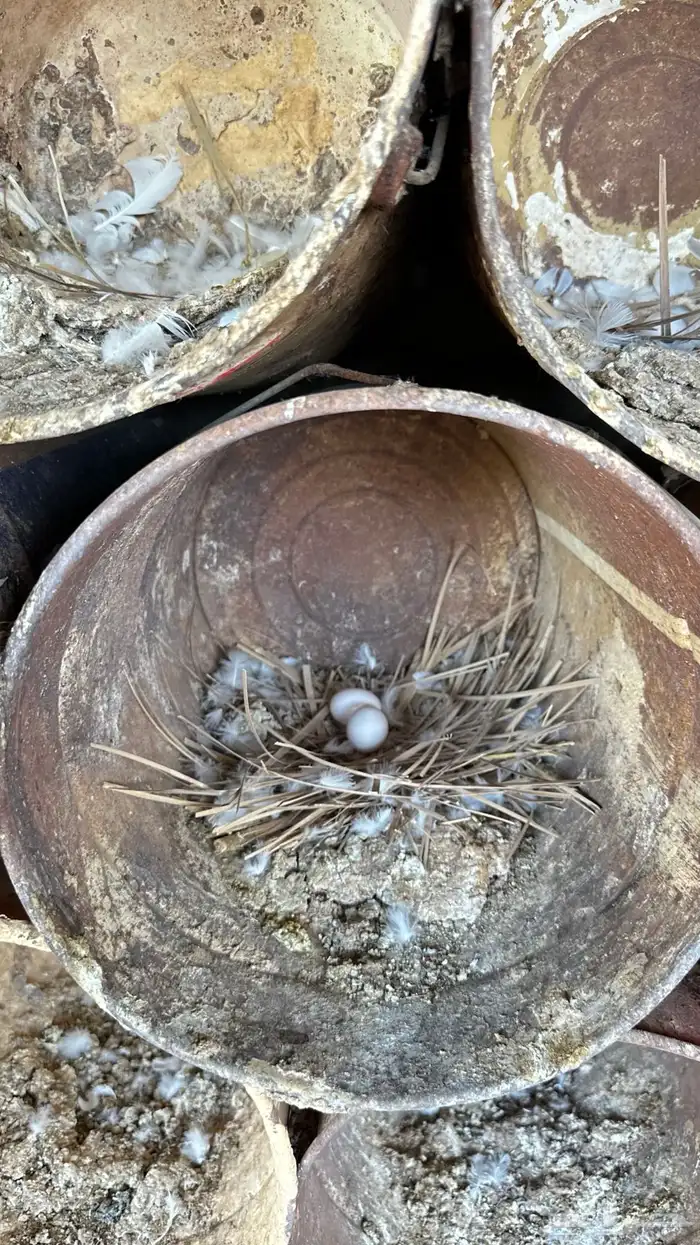 فرنسي أبيض للبيع 7