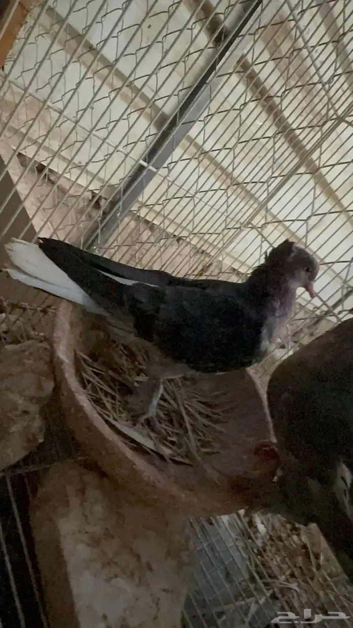 جوز تركي معقد 6