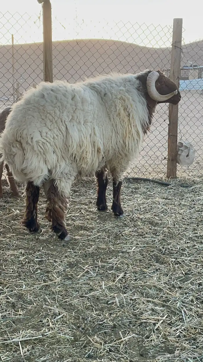 فحل نعيم للبيع 8