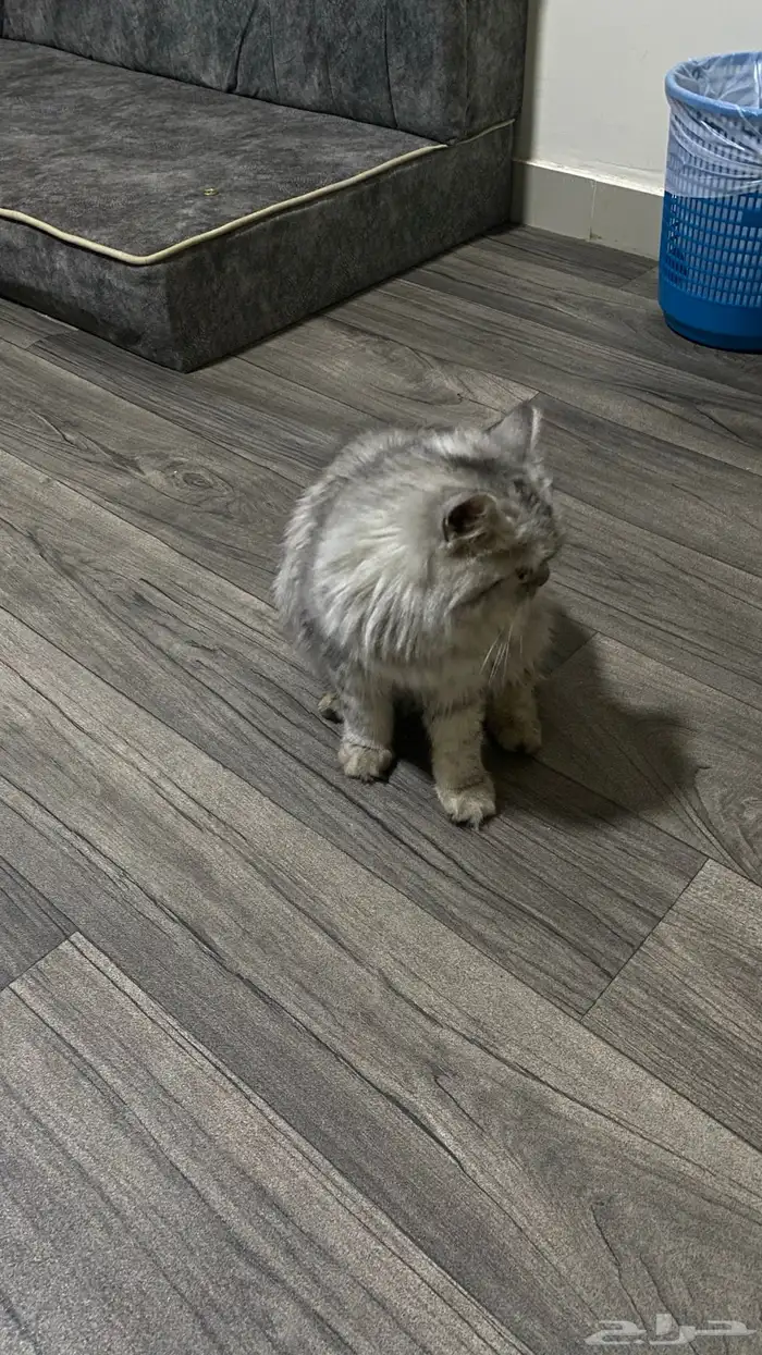 شيرازي من نوع  سيلفر shaded 0