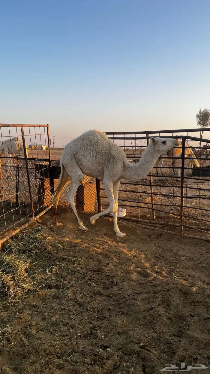 حواره لبانيه على جميع الشروط 0