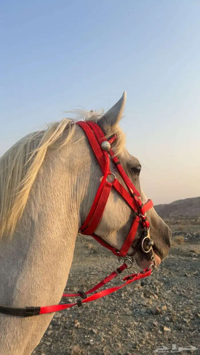 خيل جزيري 0