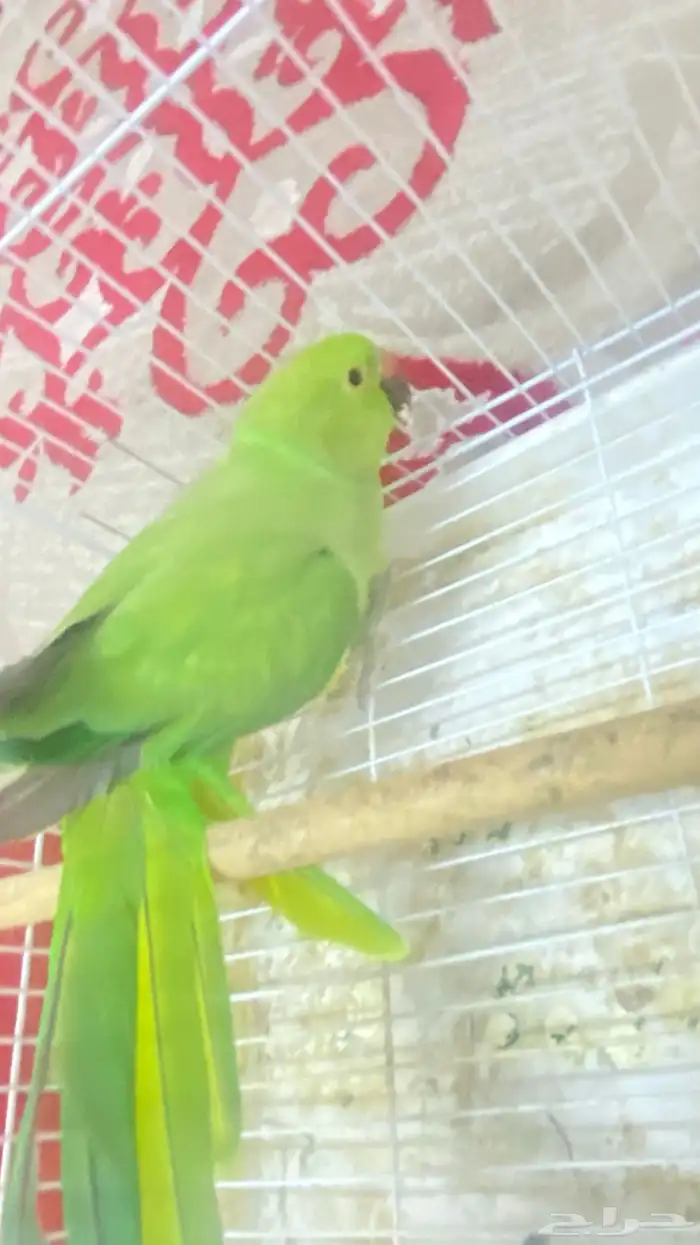 طير دره هندي 0