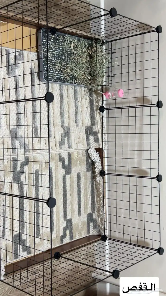 ارنب هولاند لوب 1